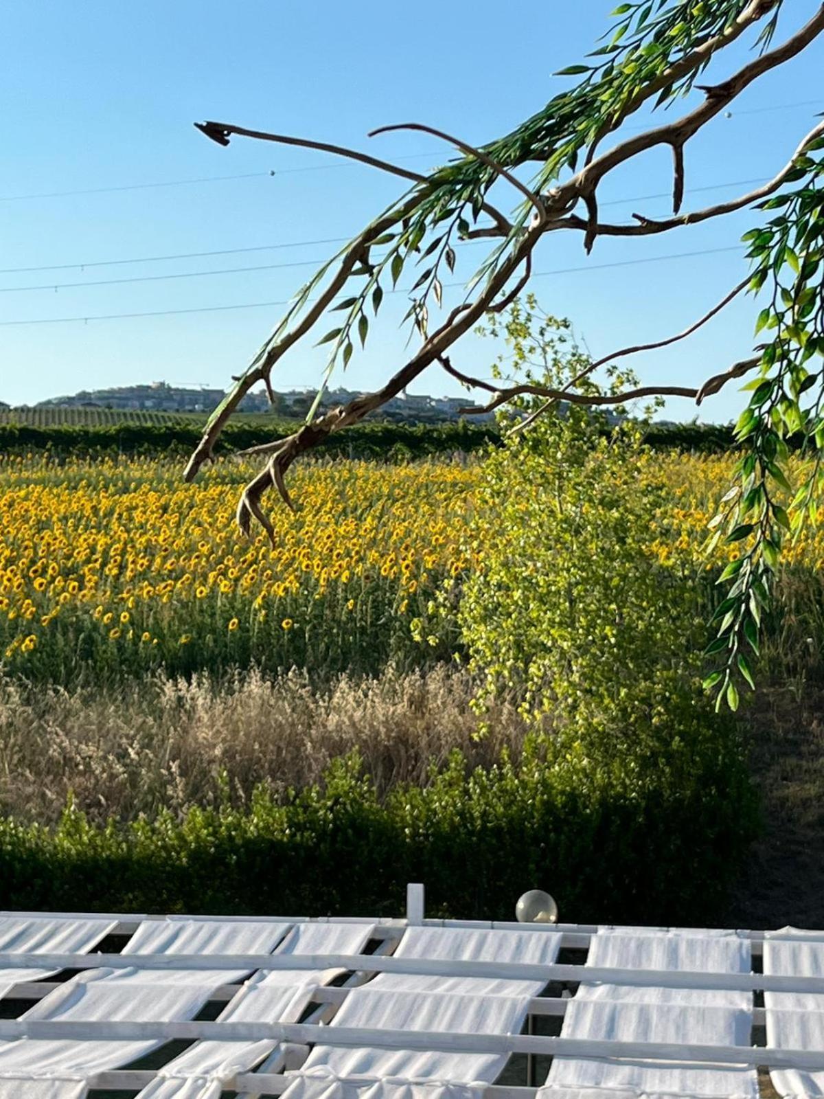 Il Podere Degli Asinelli Città Sant'Angelo Eksteriør billede